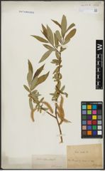 Foto von Salix alba L. x Salix fragilis L.